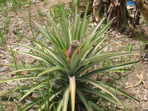 Pied d'ananas